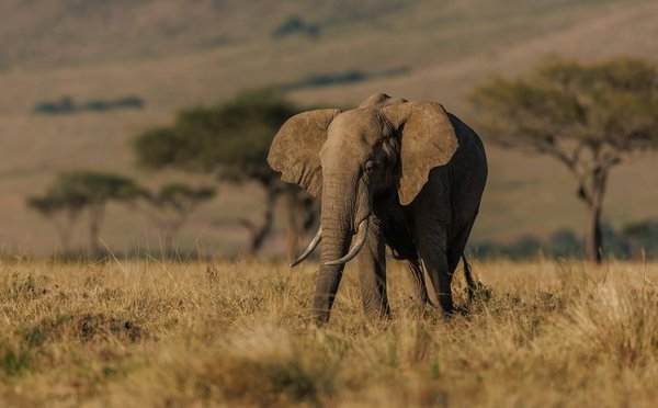 Quels sont les meilleurs spots pour la photographie de la faune sauvage en Tanzanie?